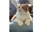 Adopt Stanford a Orange or Red Tabby / Mixed (short coat) cat in Parkville