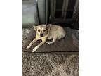 Adopt Penny a Brown/Chocolate - with White Rat Terrier / Terrier (Unknown Type