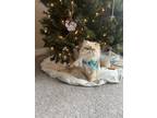Adopt Oscar a White (Mostly) Persian / Mixed (long coat) cat in Xenia