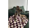 Adopt Denver a Brindle Mountain Cur / Mixed dog in Dallas, TX (41510447)