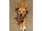 Adopt Dexter a Red/Golden/Orange/Chestnut Black Mouth Cur / Texas Heeler / Mixed