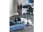Adopt SnickerS a White - with Black Shih Tzu / Bichon Frise / Mixed dog in