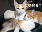 Adopt Comet a Domestic Shorthair cat in Cleburne, TX (41510464)