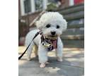 Adopt Daisy a Bichon Frise dog in LONG ISLAND CITY, NY (41510458)