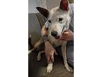 Adopt Luna a Tan/Yellow/Fawn - with White Husky / Canaan Dog / Mixed dog in