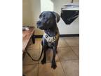 Adopt Bronx a Gray/Blue/Silver/Salt & Pepper Cane Corso / Mixed dog in Royse