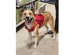 Adopt Buddy a Tan/Yellow/Fawn - with White American Pit Bull Terrier / Mixed dog