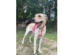 Adopt Lizzy (Previously Fancy) a German Shepherd Dog / Labrador Retriever /