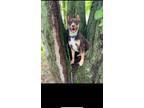 Adopt Teddy a Brown/Chocolate Shepherd (Unknown Type) / Siberian Husky / Mixed