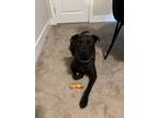 Adopt Knight a Black Labrador Retriever / American Pit Bull Terrier / Mixed dog