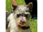 Adopt Clark a White - with Gray or Silver Standard Schnauzer / Poodle