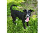 Adopt Jeffery a Black - with White Labrador Retriever / Border Collie / Mixed