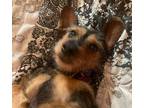 Adopt Marti a Black - with Tan, Yellow or Fawn Dachshund / Mixed dog in San