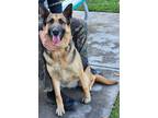 Adopt Natalie a Black - with Tan, Yellow or Fawn German Shepherd Dog / Mixed dog