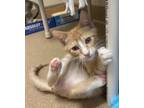Adopt Thunderbolt a Domestic Shorthair / Mixed cat in Lincoln, NE (41507822)