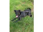 Adopt Phoebe a Black - with White Border Collie / Labrador Retriever / Mixed dog