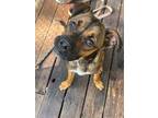 Adopt Rocco a Brindle Boxer / Mixed dog in Forest Falls, CA (41510354)