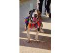 Adopt Xena a Brindle - with White Bull Terrier / Mixed dog in sELMA