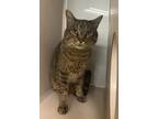 Adopt Versace a Domestic Shorthair / Mixed cat in Lincoln, NE (41507811)