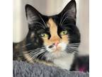 Adopt Jazmyn a Calico or Dilute Calico Domestic Shorthair / Mixed (short coat)