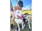 Adopt FANTA a Black - with Gray or Silver Australian Cattle Dog / Mixed Breed