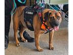 Adopt Rusty a Red/Golden/Orange/Chestnut American Pit Bull Terrier / American