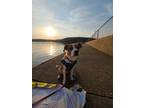 Adopt Fraya a White - with Red, Golden, Orange or Chestnut Beagle / Australian