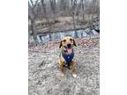 Adopt Barley a Black - with Tan, Yellow or Fawn Beagle / Mixed dog in Mount