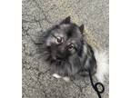 Adopt Chili NJ a Keeshond / Mixed dog in Rockaway, NJ (41510296)