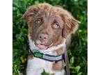 Adopt Ursa a Brown/Chocolate - with White Australian Shepherd / Mixed dog in