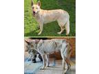 Adopt Nova a Tan/Yellow/Fawn German Shepherd Dog / Mixed dog in sELMA
