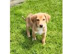 Adopt Wheaties a Tan/Yellow/Fawn - with White German Shepherd Dog / Beagle /