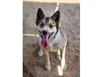 Adopt Viktoria a Gray/Blue/Silver/Salt & Pepper Husky / German Shepherd Dog /