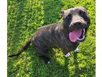 Adopt Nikki a Brindle - with White American Staffordshire Terrier / Pit Bull