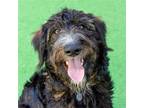 Adopt Puck a Brown/Chocolate - with Black Standard Schnauzer / Terrier (Unknown