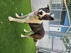 Adopt Polar a Tricolor (Tan/Brown & Black & White) Husky / Mixed dog in