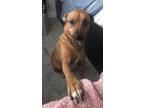 Adopt Jane a Tan/Yellow/Fawn Rhodesian Ridgeback / Dachshund / Mixed dog in