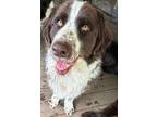 Adopt Hank a Brown/Chocolate - with White Newfoundland / Mixed dog in Warren