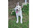 Adopt Star a Tan/Yellow/Fawn German Shepherd Dog / Mixed dog in sELMA