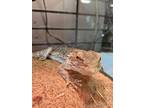 Adopt Tulious a Lizard reptile, amphibian, and/or fish in Clinton, WA (41509939)