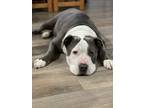 Adopt Bart a Gray/Blue/Silver/Salt & Pepper Pit Bull Terrier / Mixed dog in
