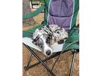 Adopt Angel a White - with Black Catahoula Leopard Dog / Dachshund / Mixed dog