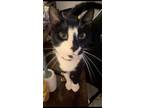 Adopt Prince a Black & White or Tuxedo American Shorthair / Mixed (short coat)