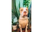 Adopt Milo a White - with Tan, Yellow or Fawn Pit Bull Terrier / Mixed dog in