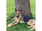 Adopt JoJo a Black - with Brown, Red, Golden, Orange or Chestnut German Shepherd