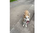 Adopt Rocket a White - with Tan, Yellow or Fawn Husky / Mixed dog in Houston