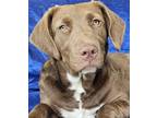 Adopt Faye Curly a Brown/Chocolate - with White Retriever (Unknown Type) /