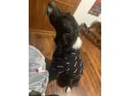 Adopt Ranger a Black - with White Border Collie / Australian Shepherd / Mixed