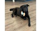 Adopt Cadence a Black Labrador Retriever / Beagle / Mixed dog in New Milford