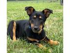 Adopt Daphne a German Shepherd Dog / Mixed Breed (Medium) / Mixed dog in Neosho